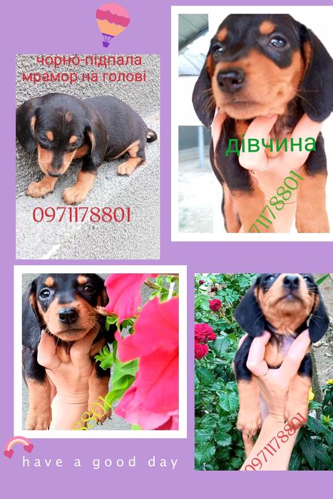 Чорна-підпала такса - грайливий вірний друг для всієї родини