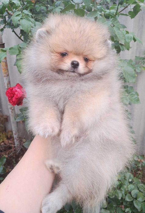 Девочки померанского шпица оранж-соболь окраса.