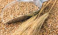 Пшениця самовивіз зерно