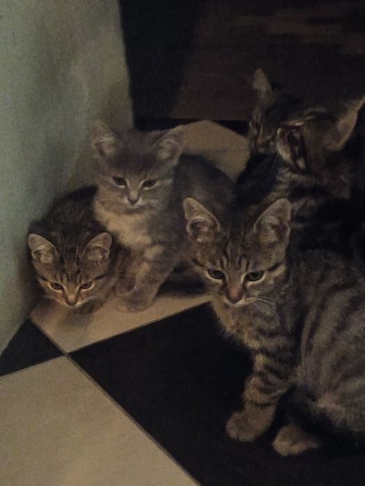 Шукаємо сім'ю для кошенят