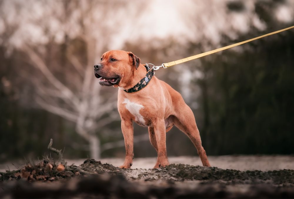 Pies w typie Bulla Pitbull Amstaf - adopcja
