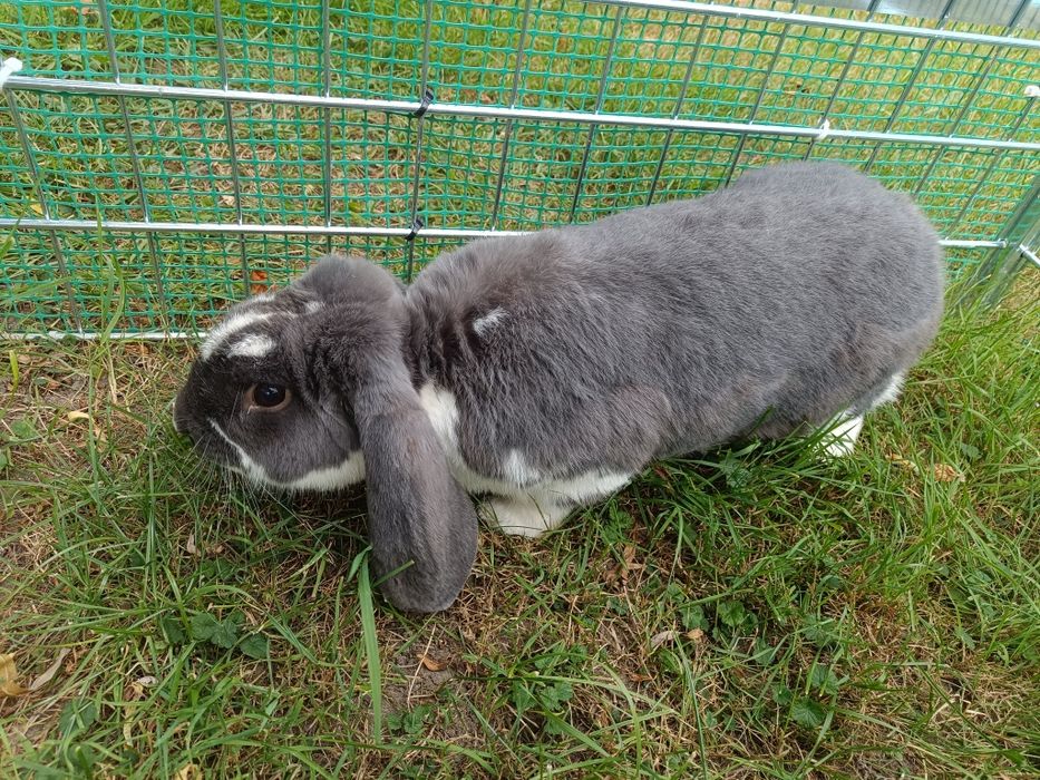 Baran francuski niebieski srokacz