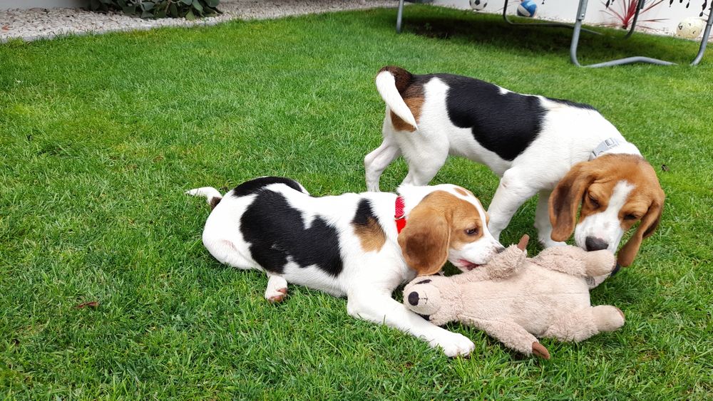 Beagle  bicolor fêmea