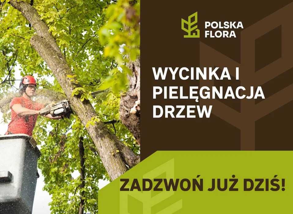 Wycinka i pielęgnacja drzew