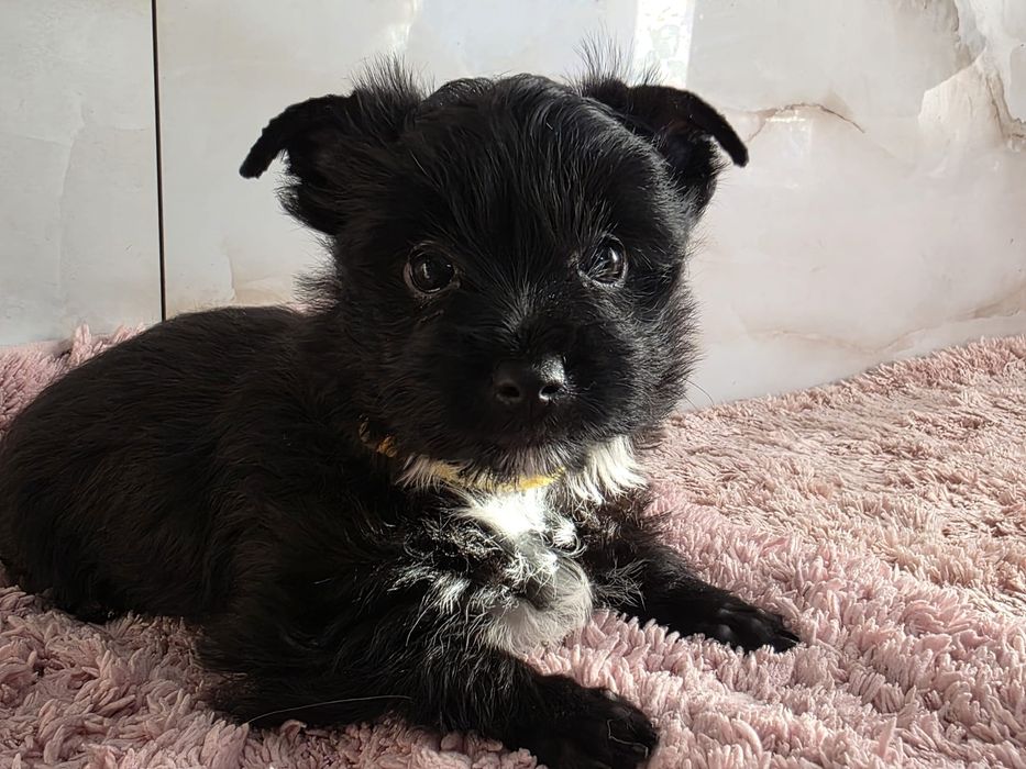 Suczka Yorkshire Terrier czarna