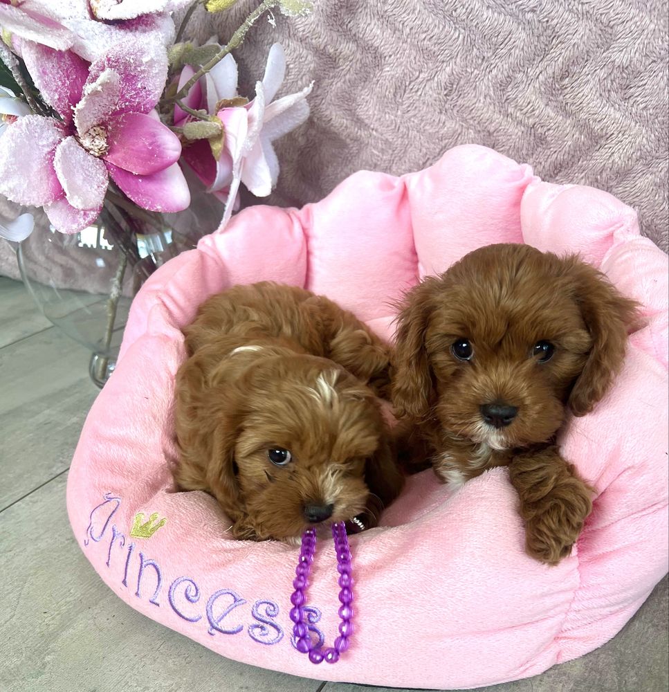 Cavapoo -cavalier & pudel - suczka gotowa do odbioru