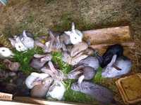 Młode  króliki do dalszej hodowli