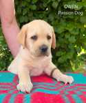 Labrador retriever biszkoptowy pies OWEN Passion Dog