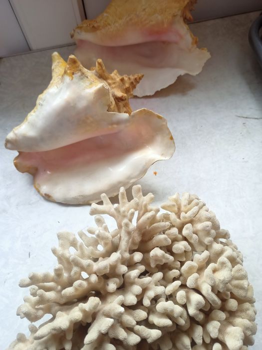 Продам морских ракушек и коралл
