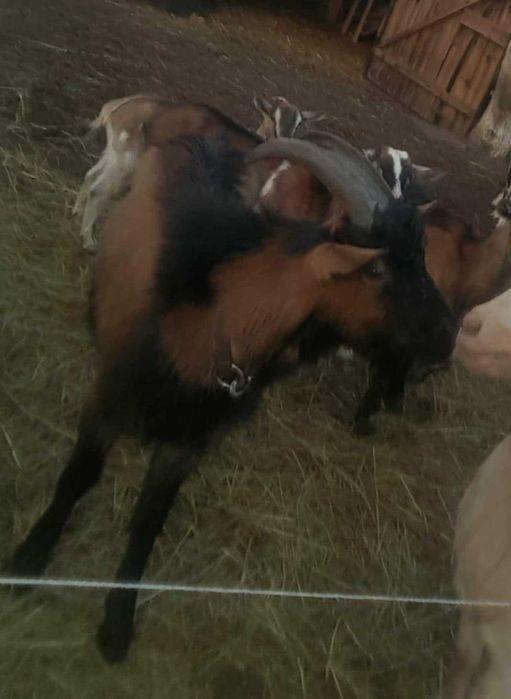 Kozioł Alpejski 11 miesięcy