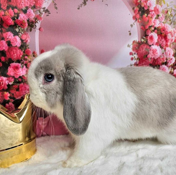 Mini lop króliki LIKWIDACJA Hodowli