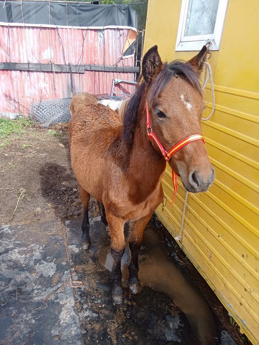 Vendo garrano marcado com pre registro