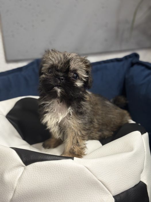 BIBI- urocza suczka Shih Tzu