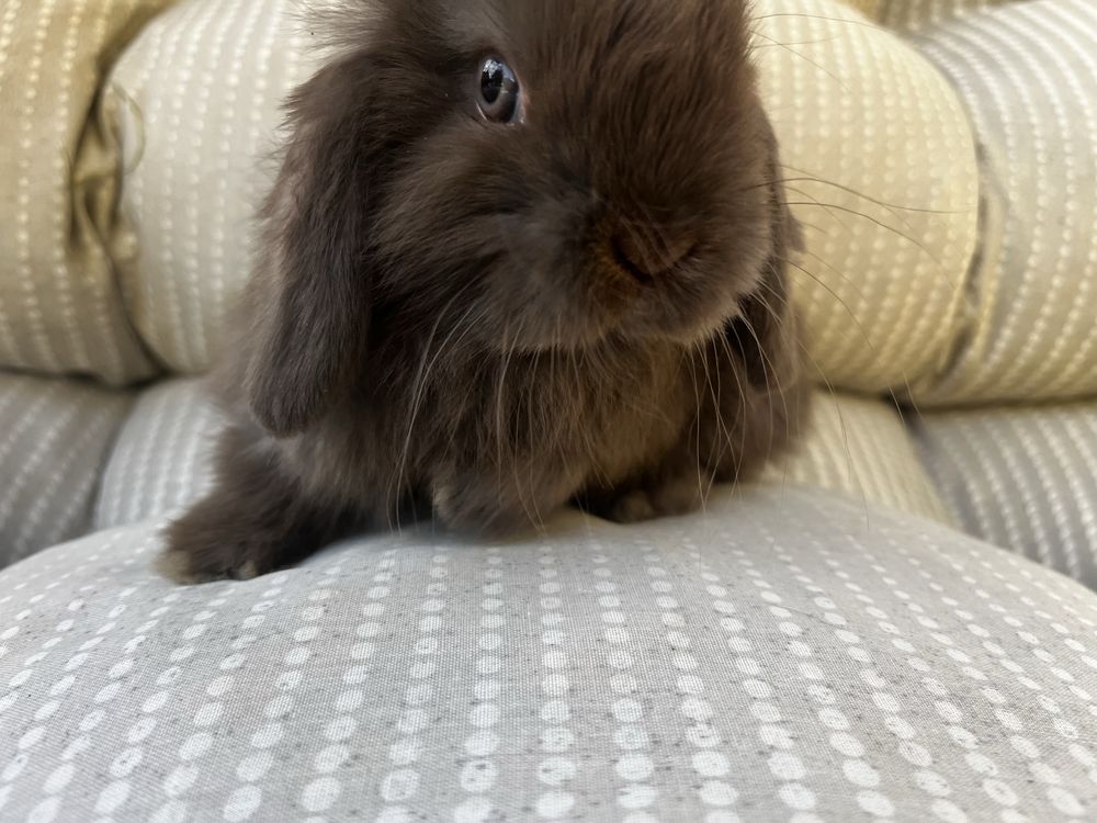 Samczyk mini lop