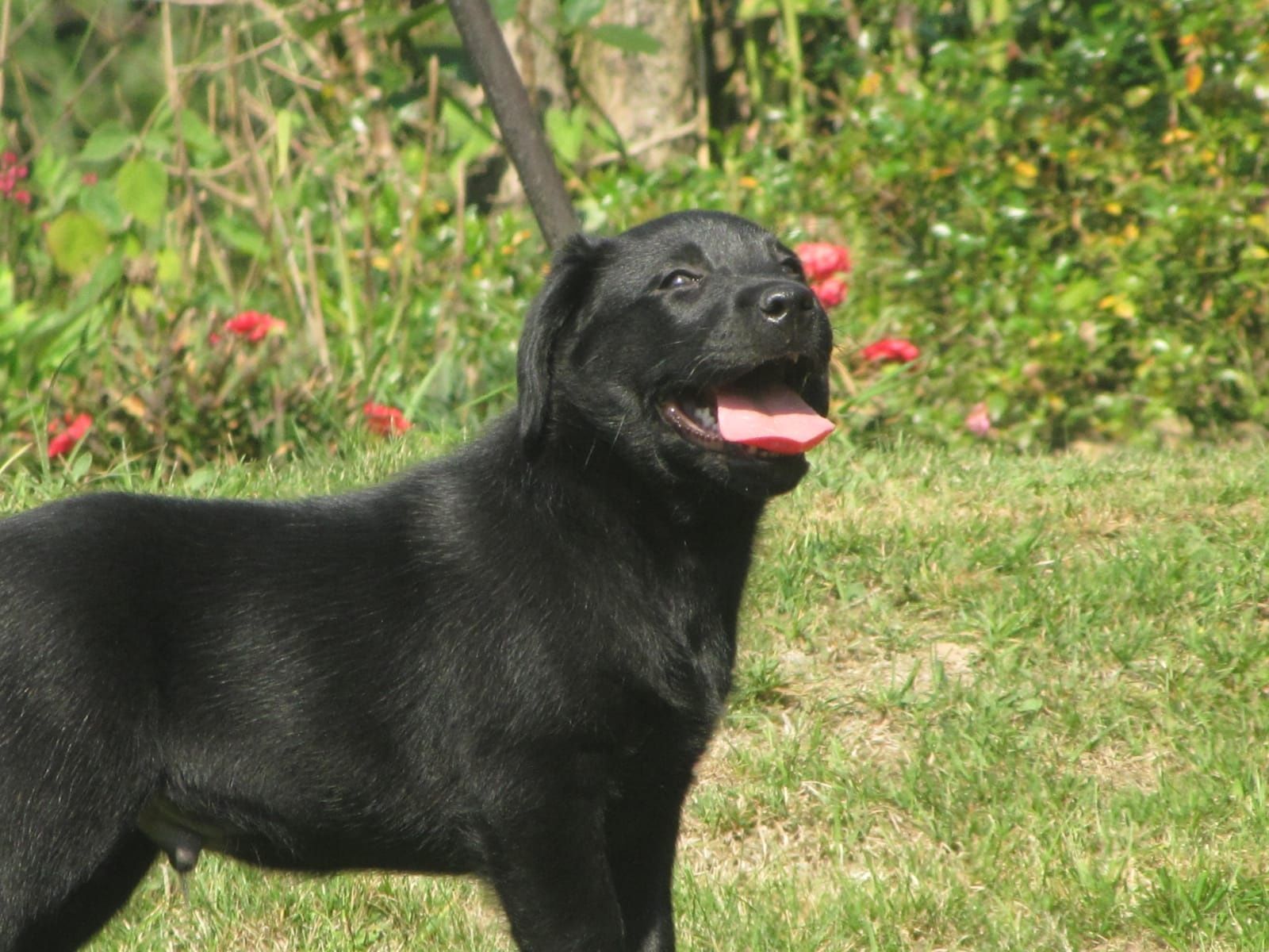Labrador retriever czarny piesek