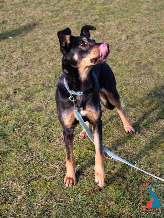 Delikatna, spokojna, spragniona miłości, uczuciowa sunia - adoptuj