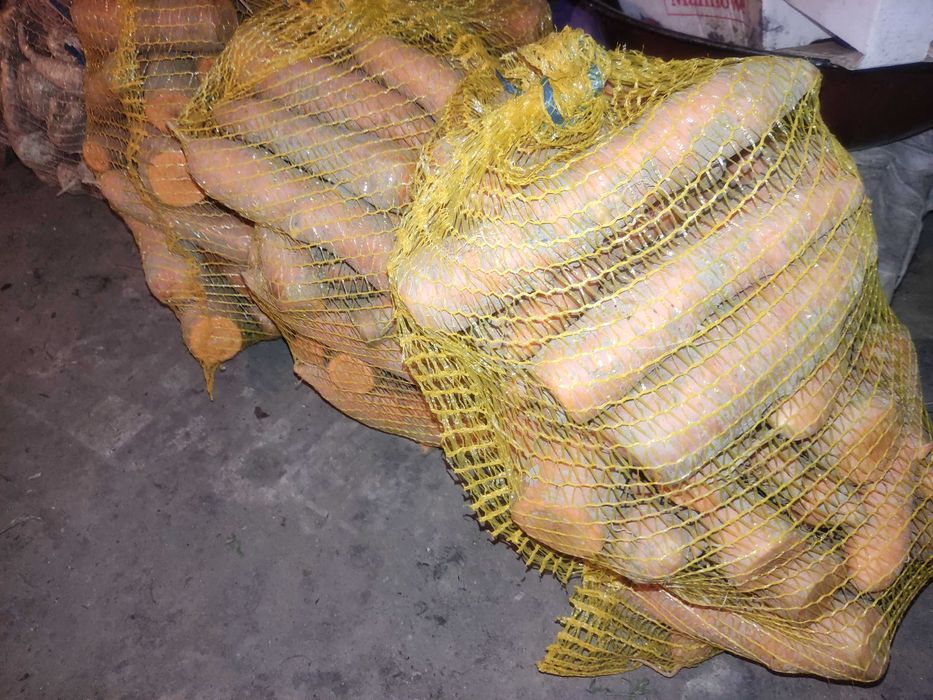 Marchew marchewka Karmen