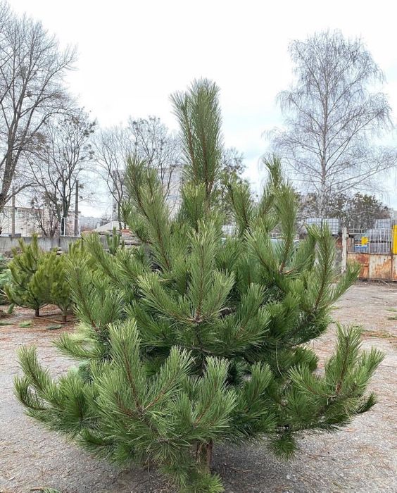 Доставка Елки новогодняя сосна домой доставка сосны Крымско надом