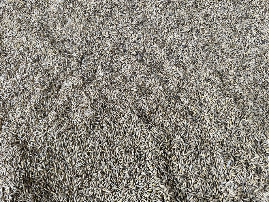 Owies Ekologiczny z Certyfikatem