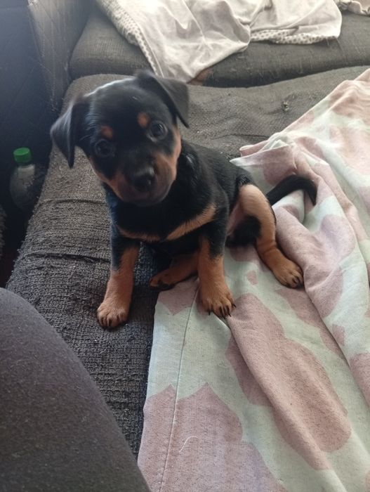 Suczka sunia oddam w dobre ręce szczenię