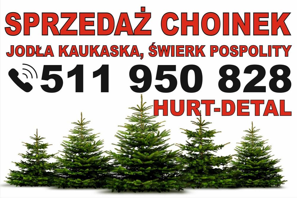 Choinki Jodła Kaukaska Świerk-- Łomianki