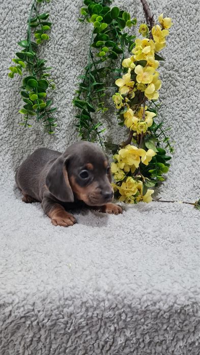 Estupendo Teckel Blue de Qualidade