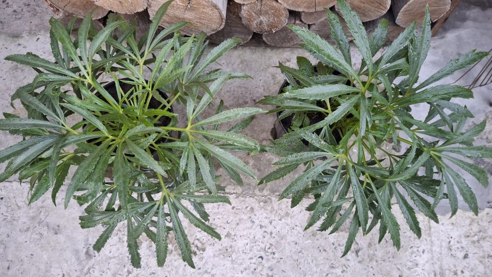 Чемерник, морозник,  2 річні саджанці, 3 л