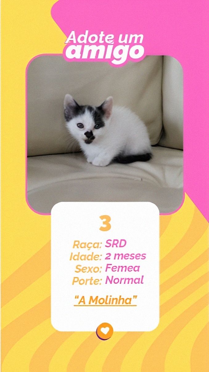 Gatinhos bebés para adoção responsável – 8 disponíveis