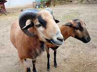 Owce kamerunskie