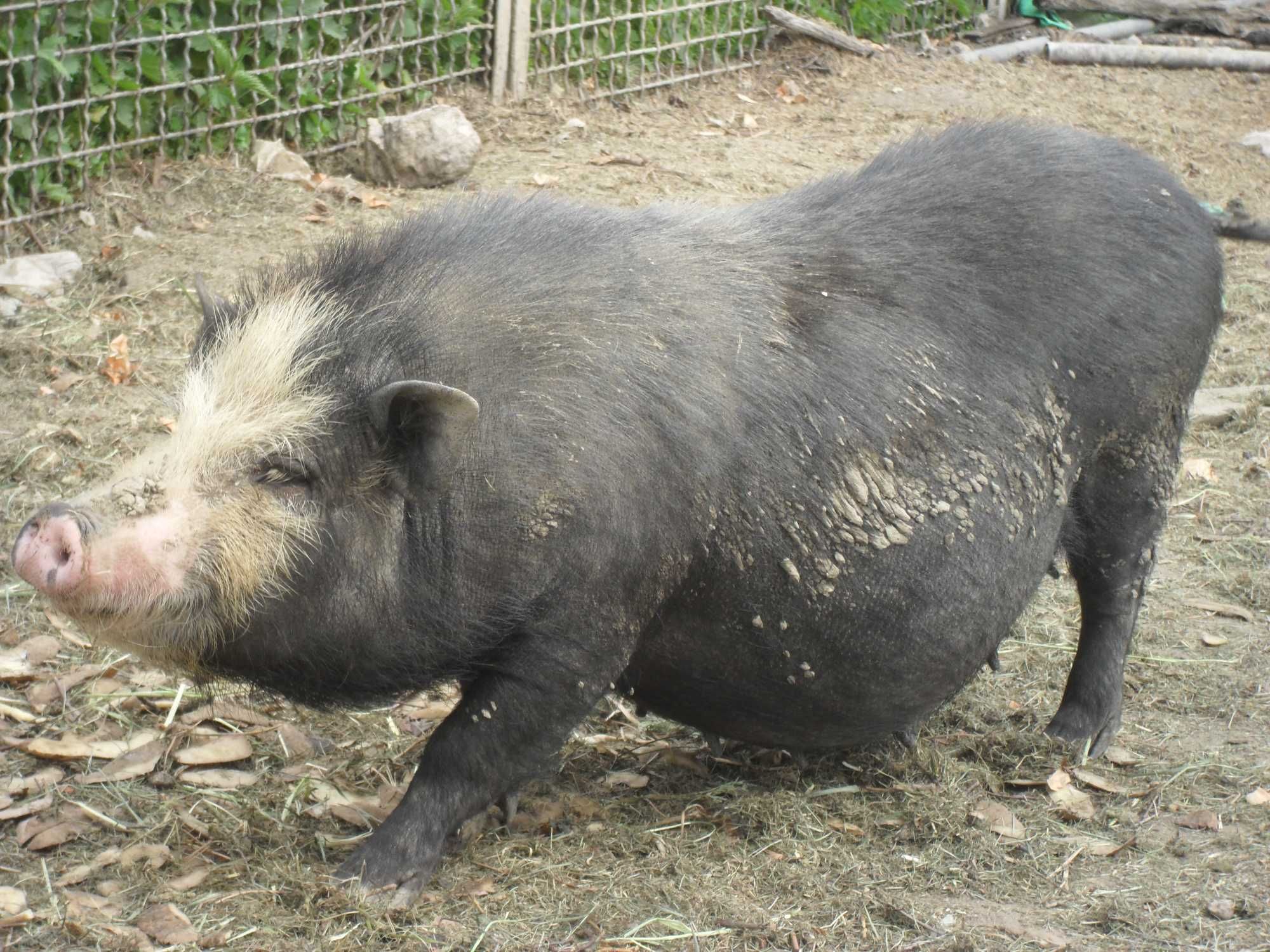 Zamienię świnki wietnamskie