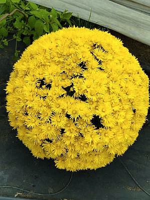Sprzedam chryzantemy
