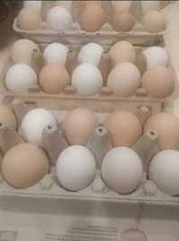 Swojskie jajka jaja od kur z wolnego wybiegu