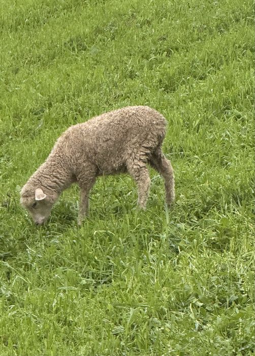 Ovelha anã 11 meses