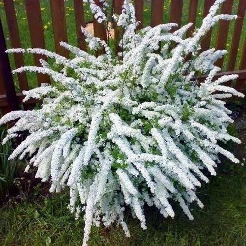 Декоративно квітучі кущі: вейгела,спірея, будлея, дейція, тамарикс,ф