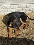 Szczeniaki mix owczarek niemiecki z rottweiler