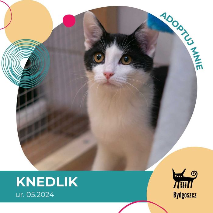 Knedlik - kot do adopcji