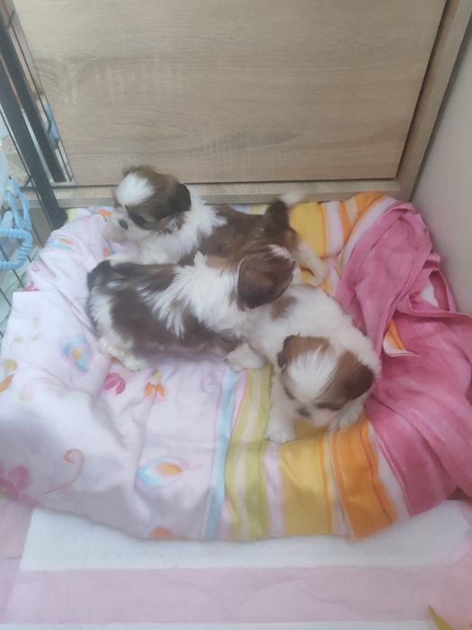 Shih tzu shih tzu