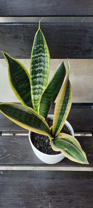 Кімнатна рослина Sansevieria Futura Suberba