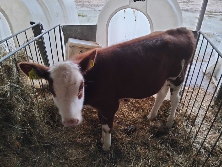 Sprzedam 3 jałóweczki