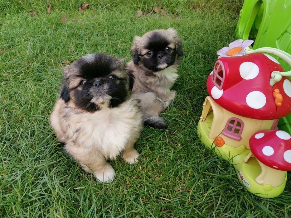 Pekińczyk Pekińczyki  Nie Shih Tzu