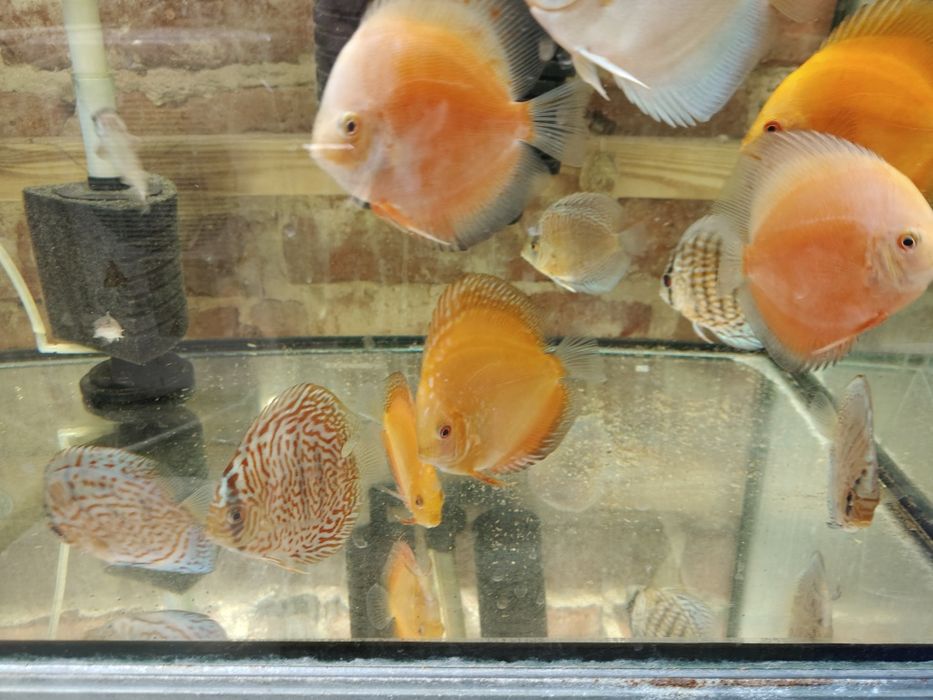 MISIEKZOO Dyskowce Paletki - 12-13 cm różne kolory tylko 170 zł