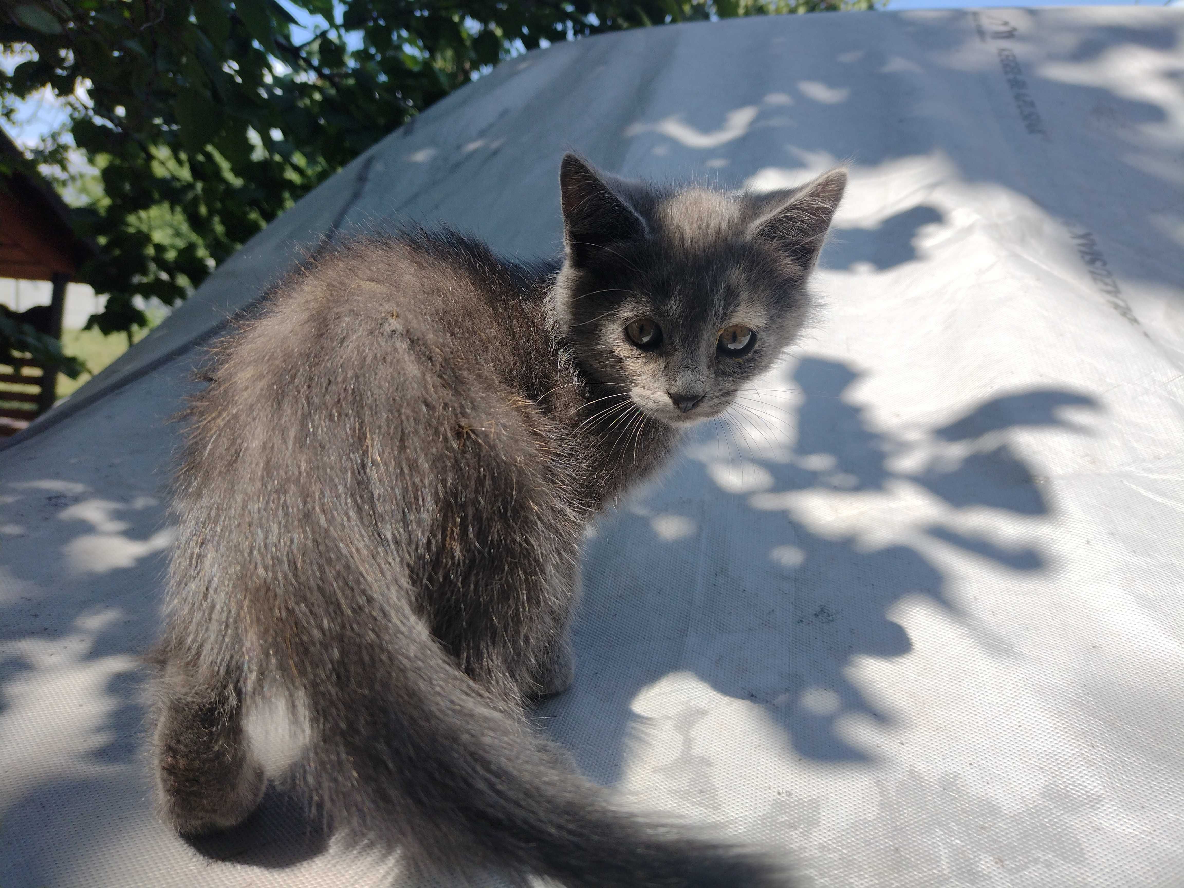 Дымчатая красавица котёнок ищет дом!