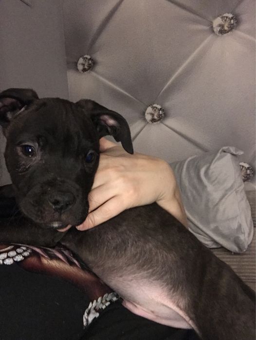 Piesek Pitbull terier