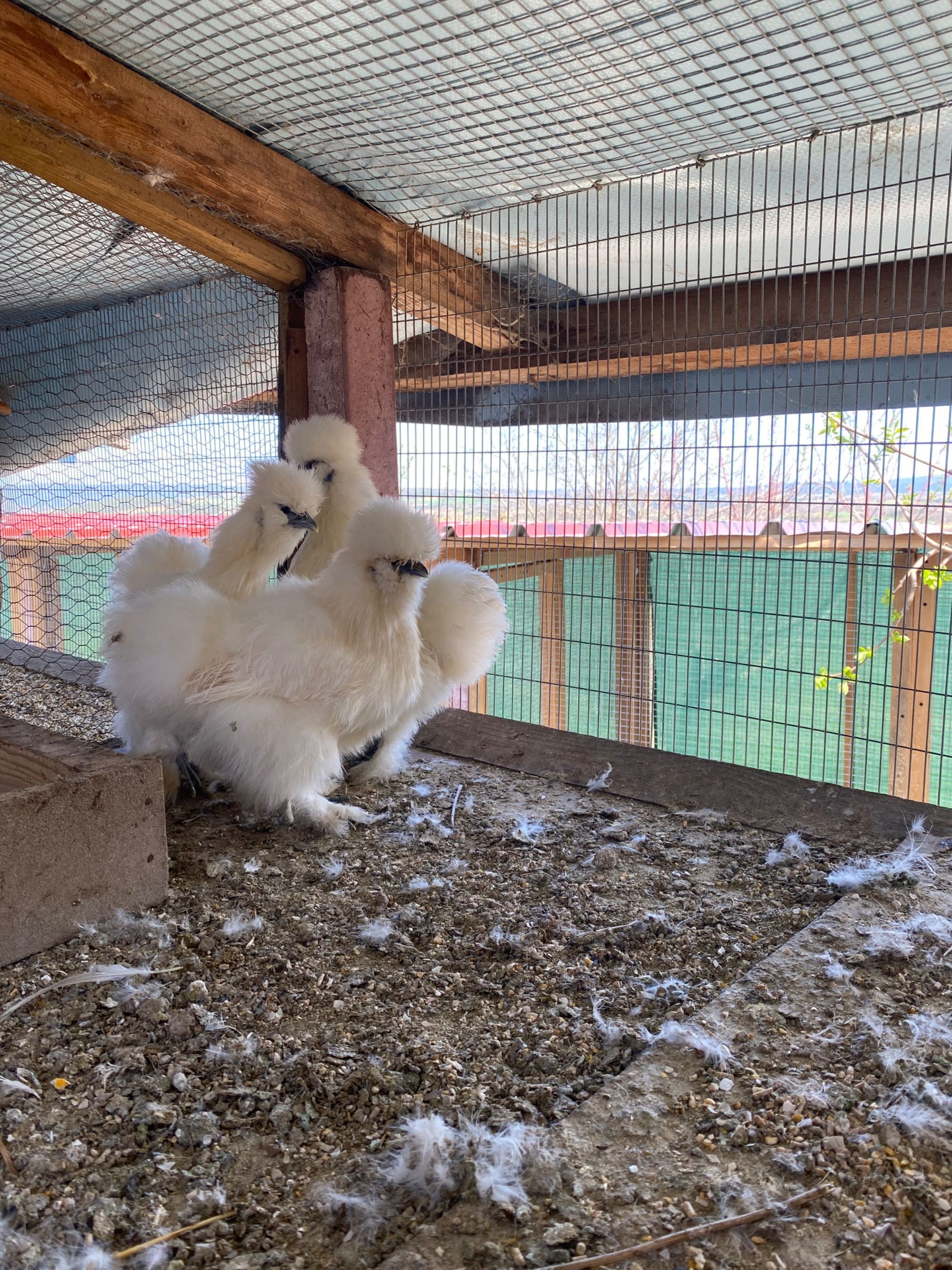 Ovos galados de brahma e Wayandotte e outras raças