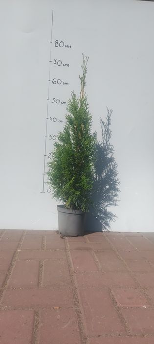 Tuje Smargd (Szmaragd) 60 cm