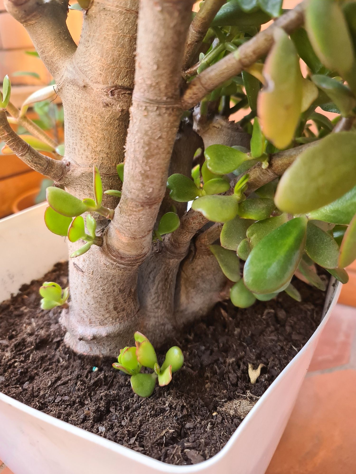 Planta jade com 6 anos