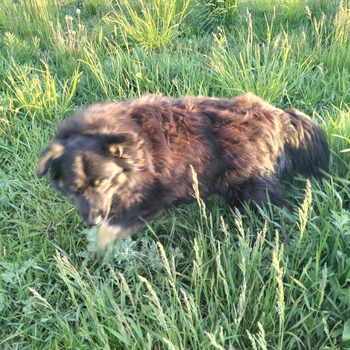 Безкоштовно. в добрі руки. Дві сестрички, одна менша, друга більша