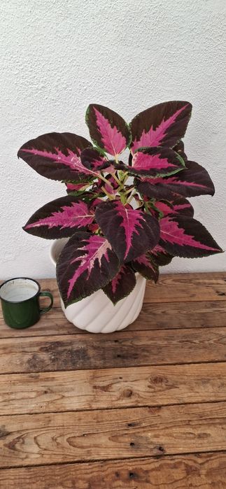 Cóleu/Urtiga pintada (Coleus scutellarioides)