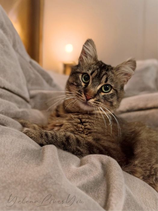 Полосатый котик, 1 год , Альф