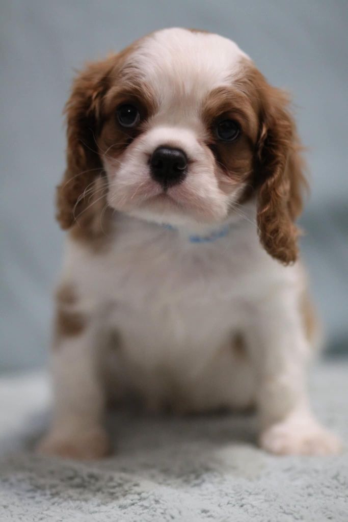 *** Cavalier King Charles Spaniel***